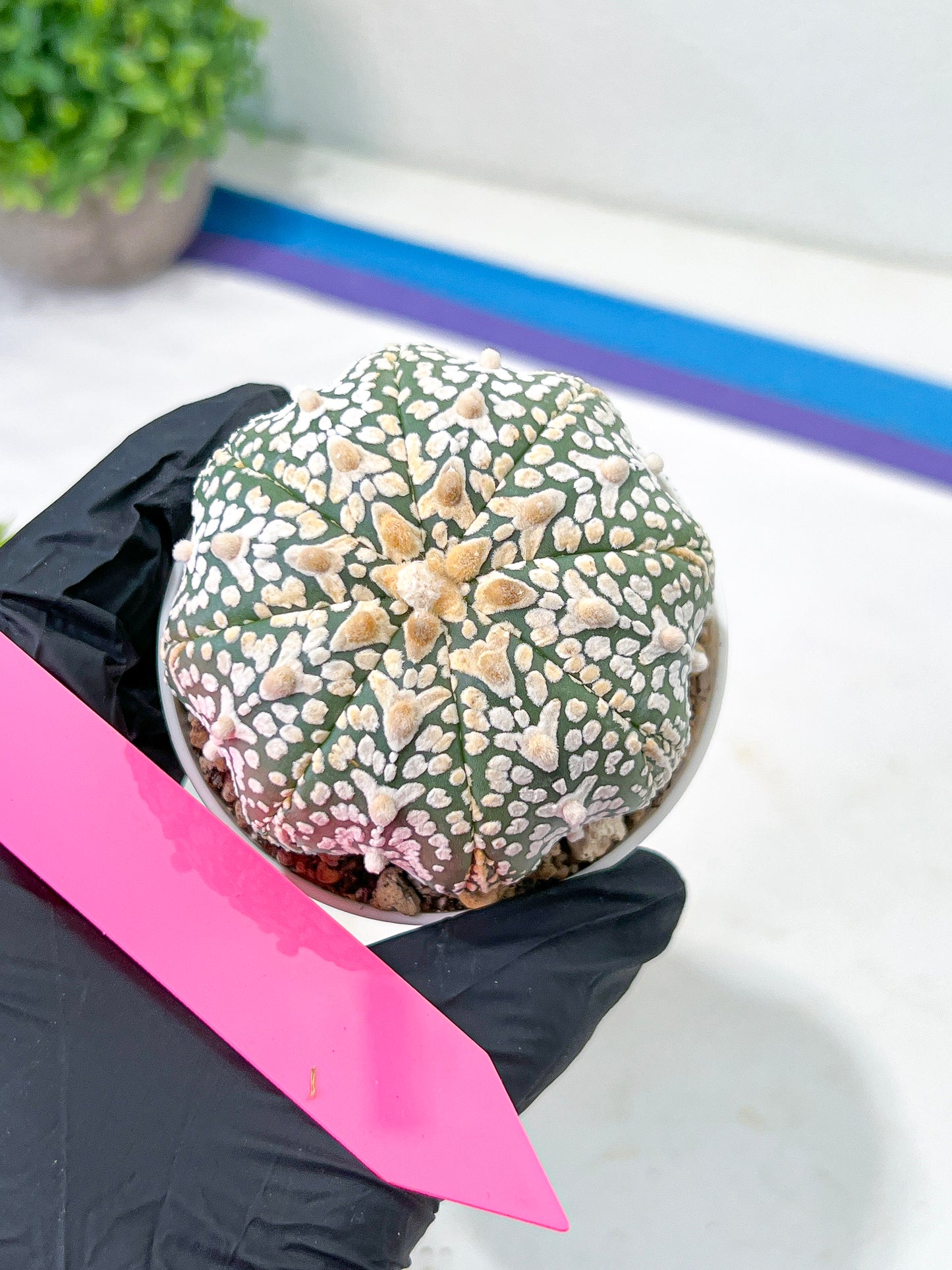 Astrophytum V-Type (#T4A) | Las Vegas Plant Shop | 3" Pot