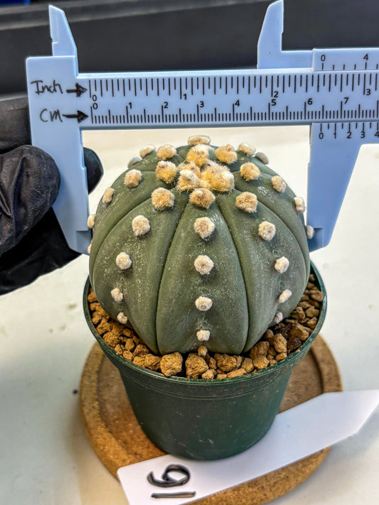 Astrophytum Oobito Nudum (at9) (16) | Cactus Plant