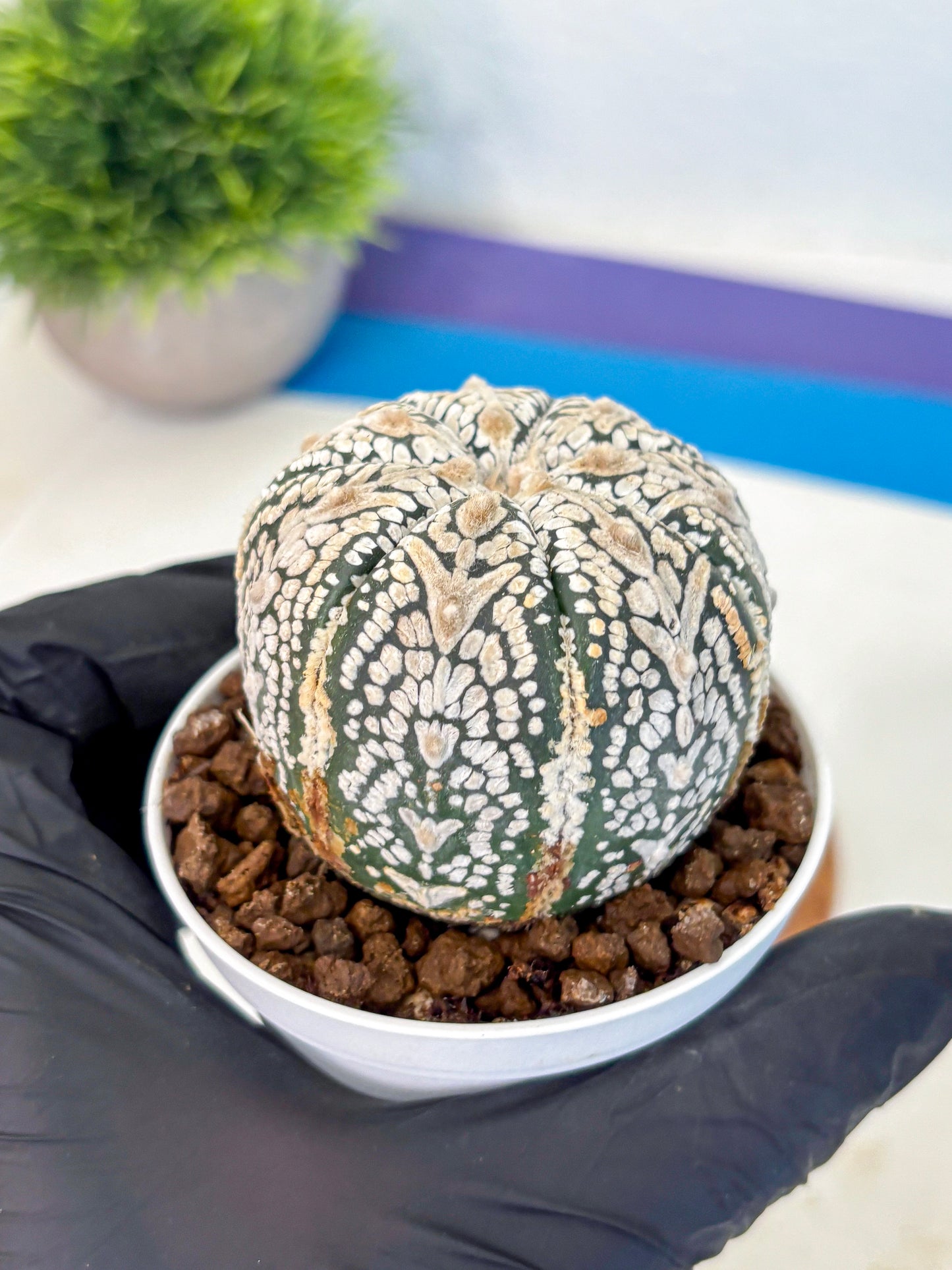 Astrophytum V Type (at5) (15) | Sea urchin cactus