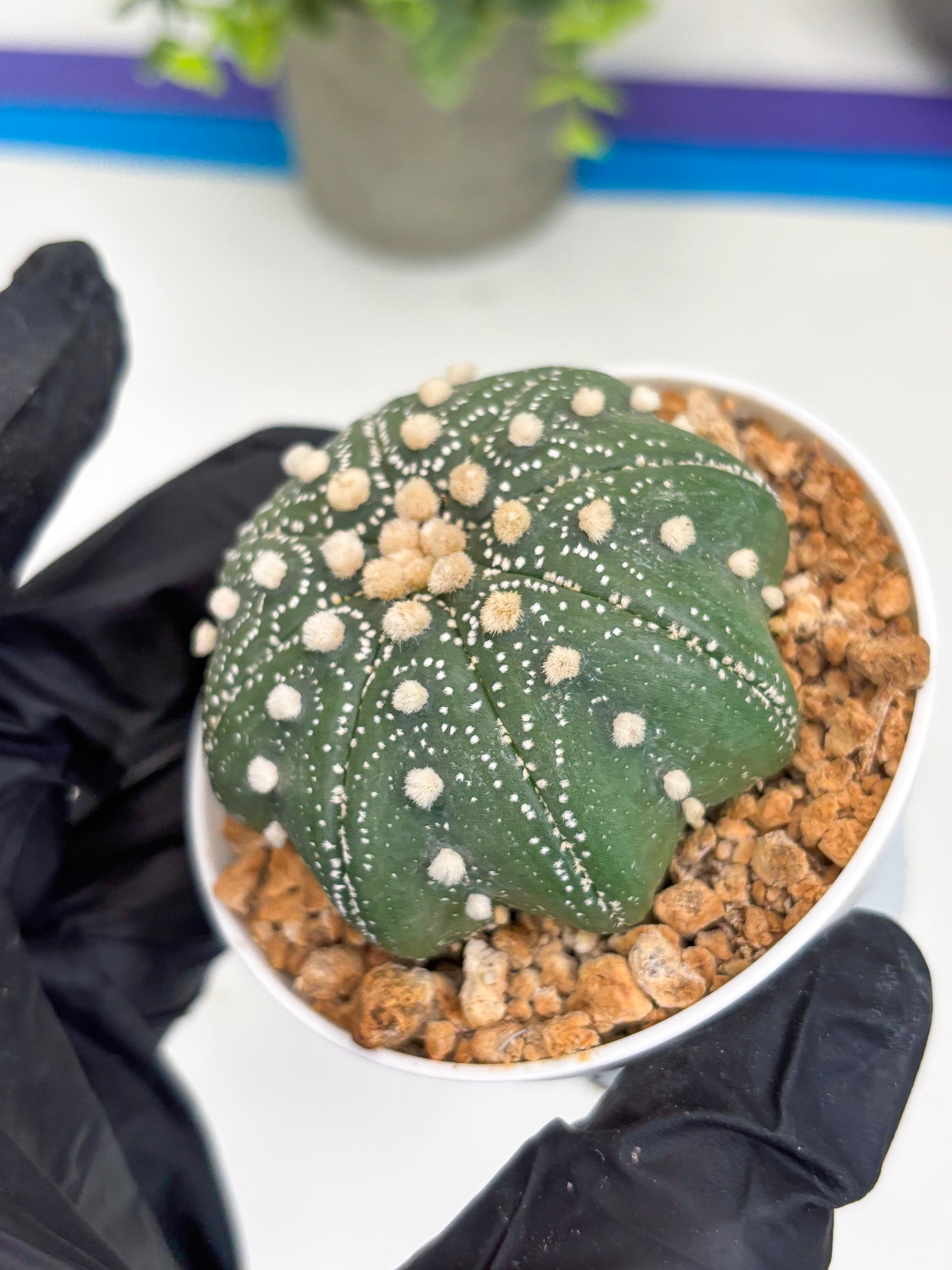 Astrophytum Star Shape (t3) (r5) | 3" Pot