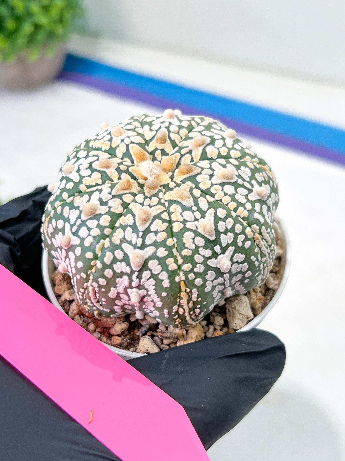 Astrophytum V-Type (#T4A) | Las Vegas Plant Shop | 3" Pot