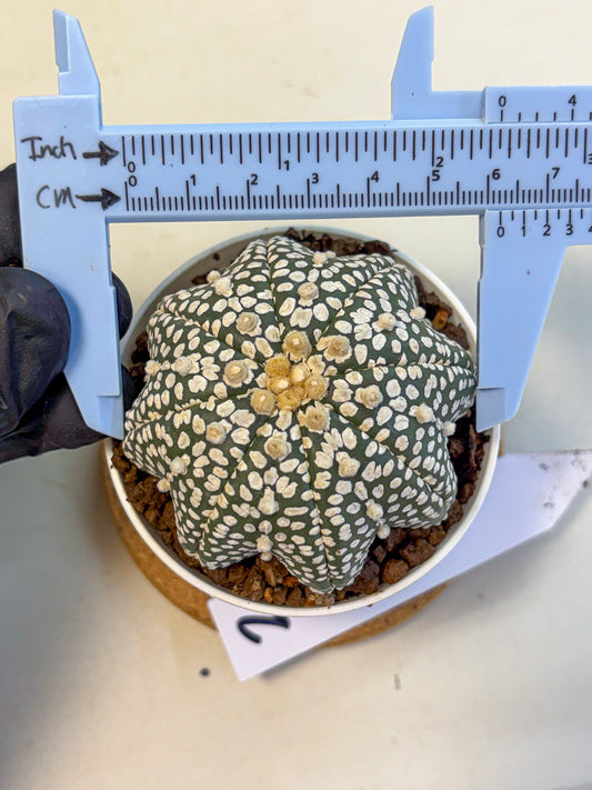Astrophytum V Type (at5) (02) | Sea urchin cactus