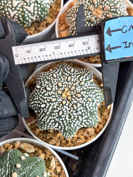 Astrophytum Star Shape (t3) (r6) | 3" Pot