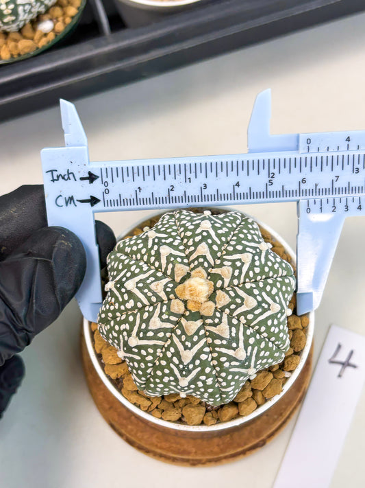 Astrophytum Star Shape (at2) (g4) | Japanese Import