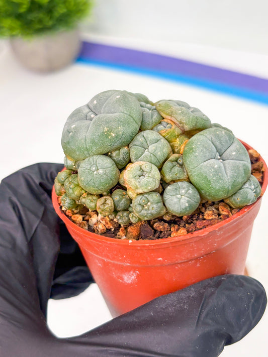 Spineless Cactus (Lo2) (y4) | For Advanced Growers