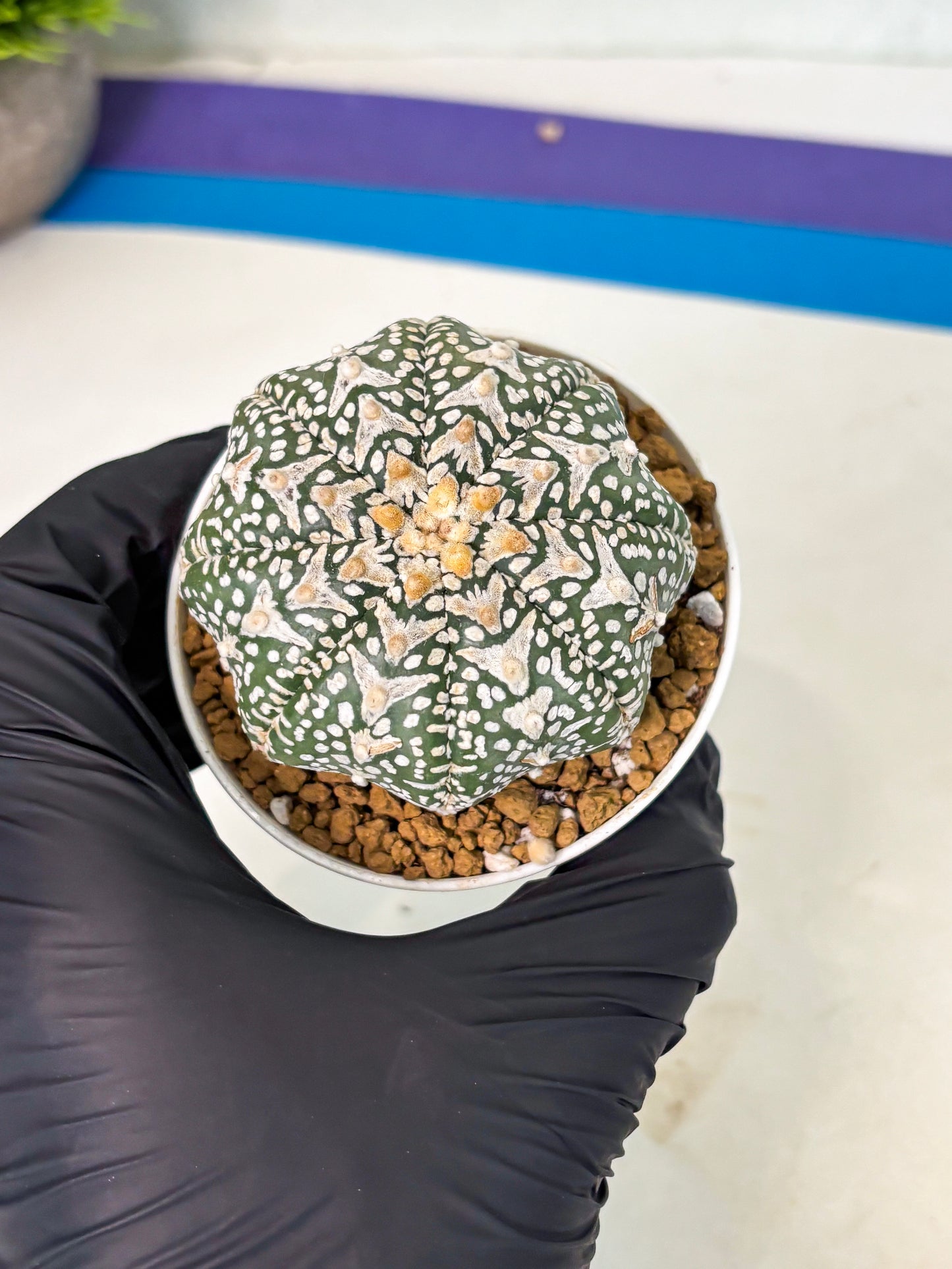 Astrophytum V-Type (at5) (p1) | Rare imported Plant