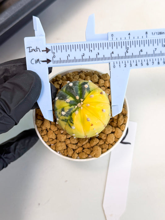 Astrophytum Var (at1) (r2) | From Taiwan