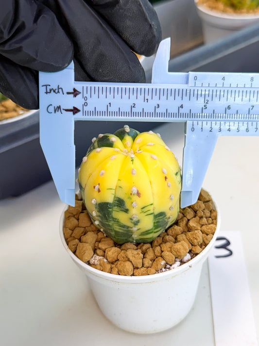 Astrophytum Var (at1) (r3) | From Taiwan