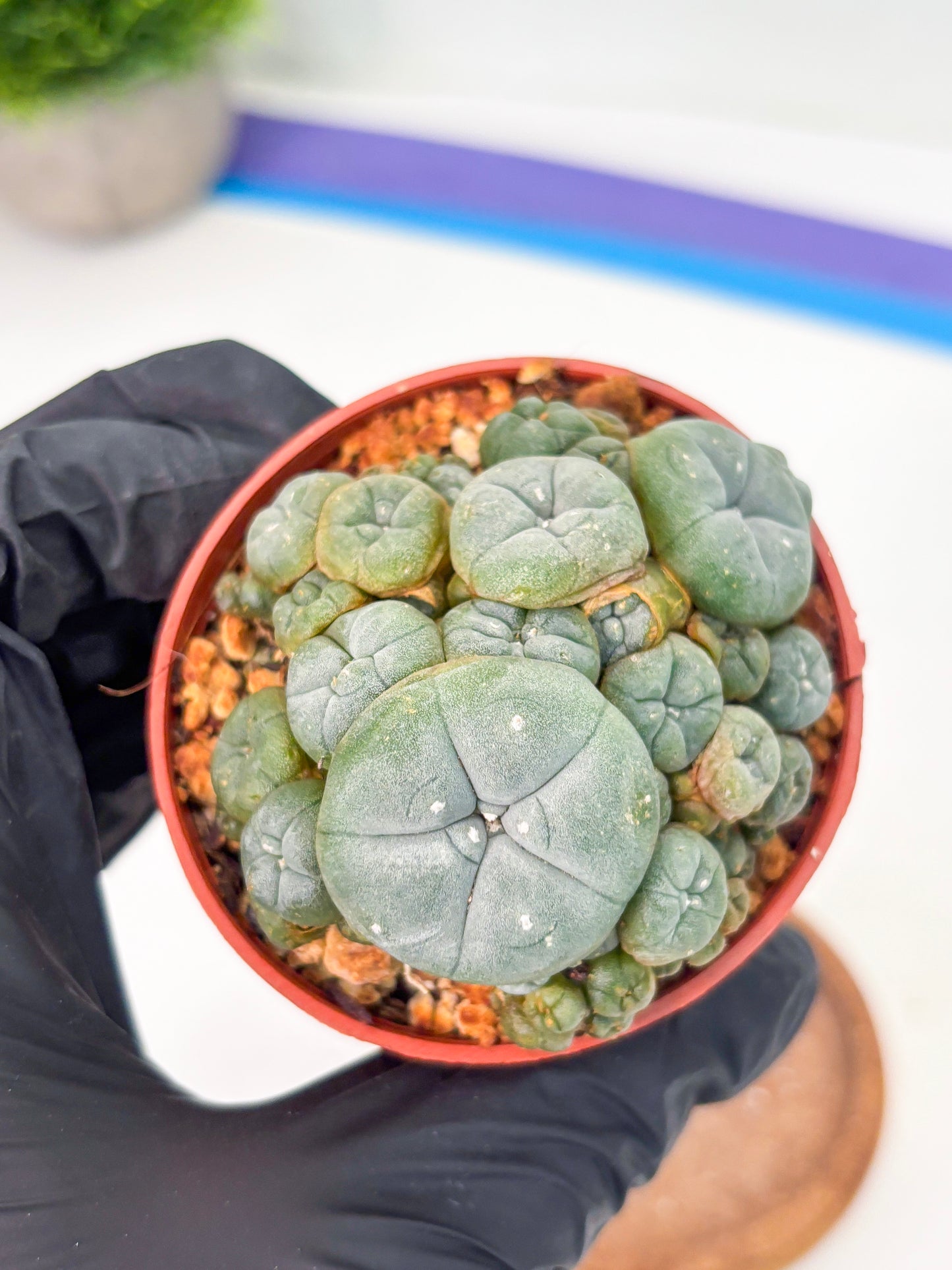 Spineless Cactus (Lo2) (y4) | For Advanced Growers