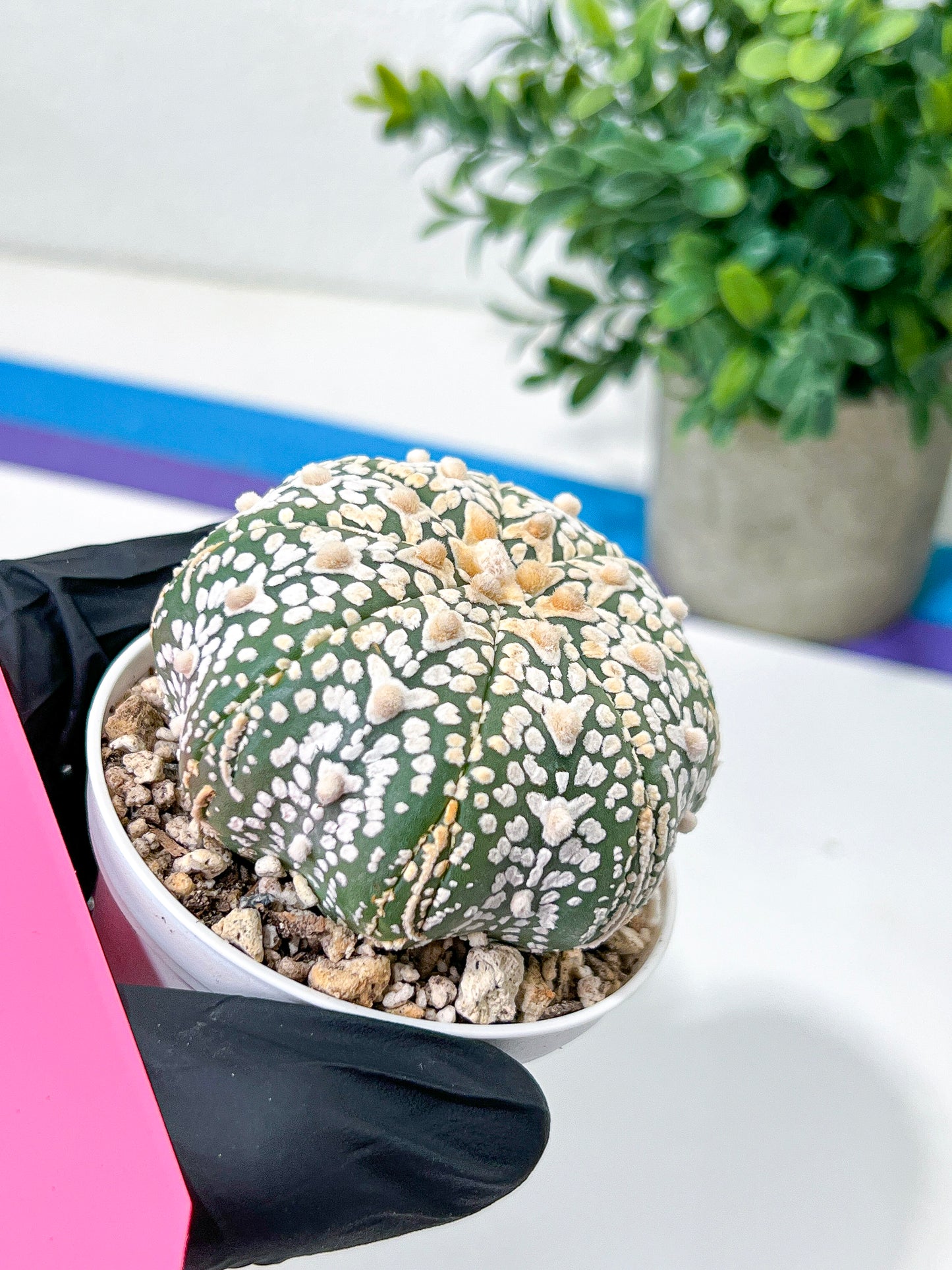 Astrophytum V-Type (#T4A) | Las Vegas Plant Shop | 3" Pot
