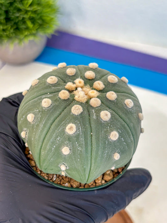 Astrophytum Oobito Nudum (at9) (17) | Cactus Plant