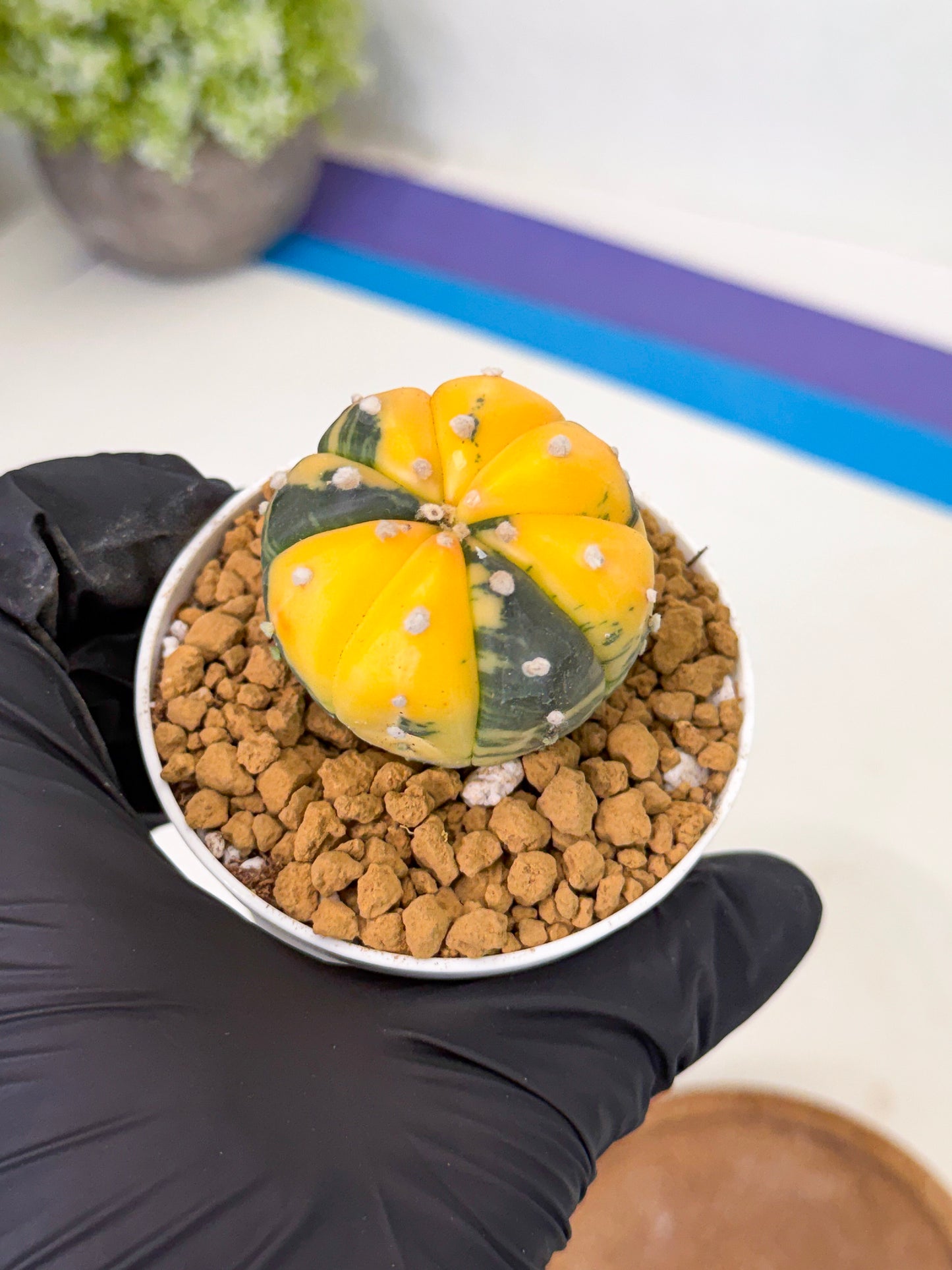 Astrophytum Var (at1) (y1) | From Taiwan