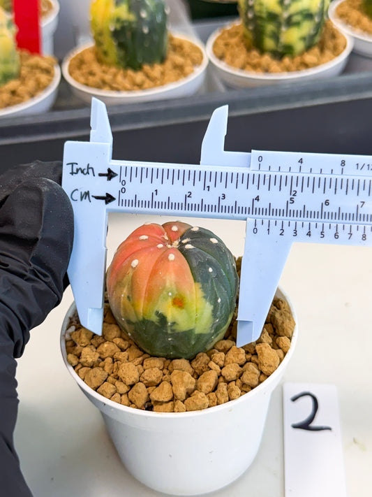 Astrophytum Var (at1) (y2) | From Taiwan