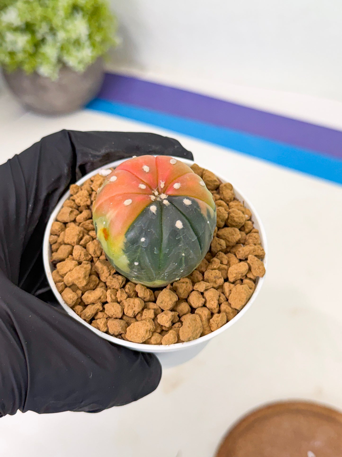 Astrophytum Var (at1) (y2) | From Taiwan