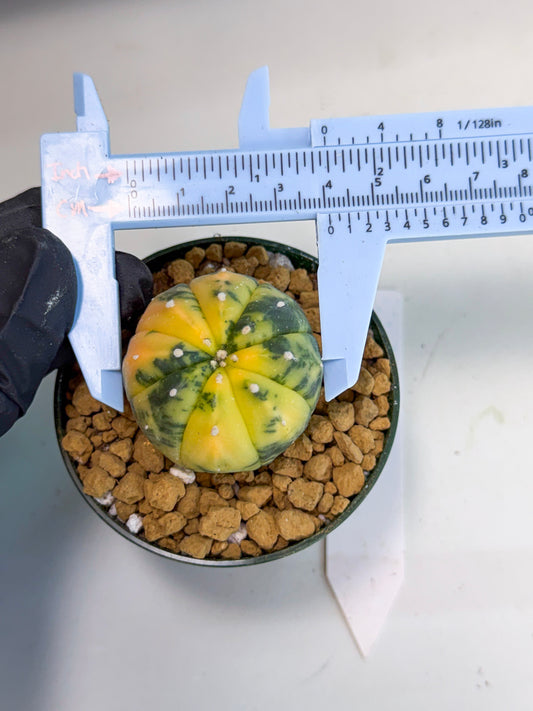 Astrophytum Var (at1) (y3) | From Taiwan