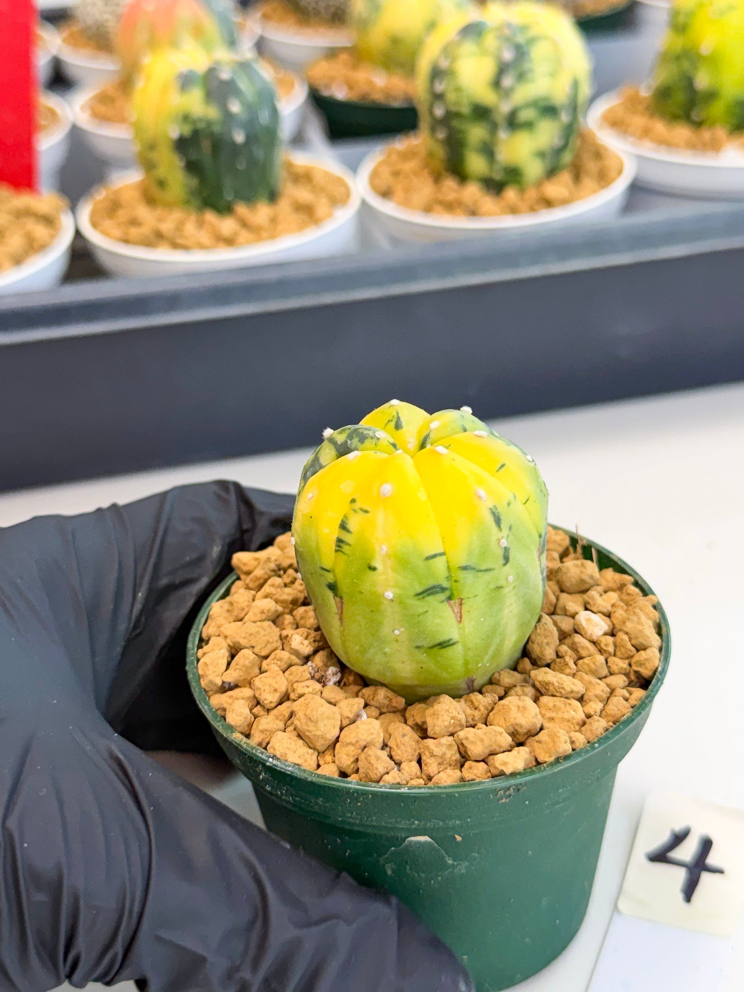 Astrophytum Var (at1) (y4) | From Taiwan