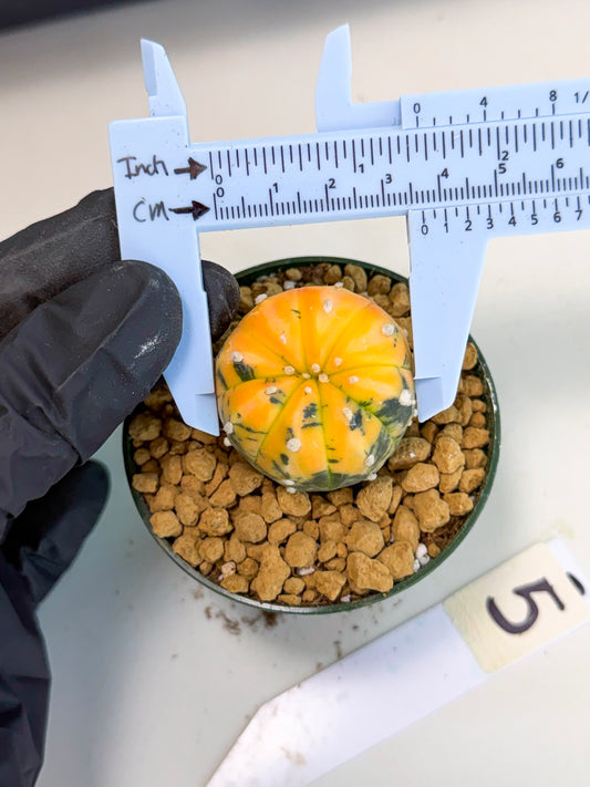 Astrophytum Var (at1) (y5) | From Taiwan