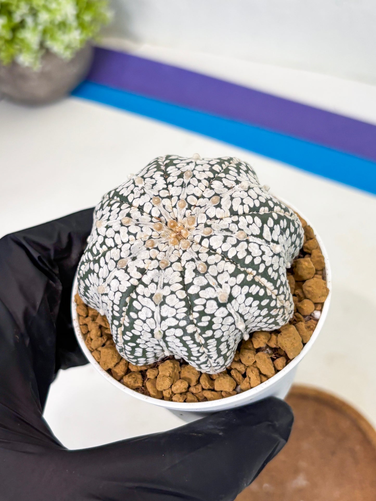 Astrophytum Star Shape (at2) (g5) | Japanese Import
