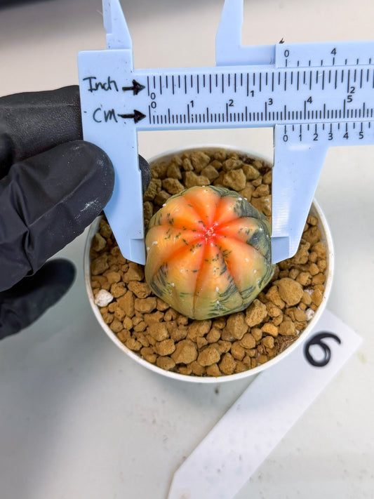 Astrophytum Var (at1) (y6) | From Taiwan