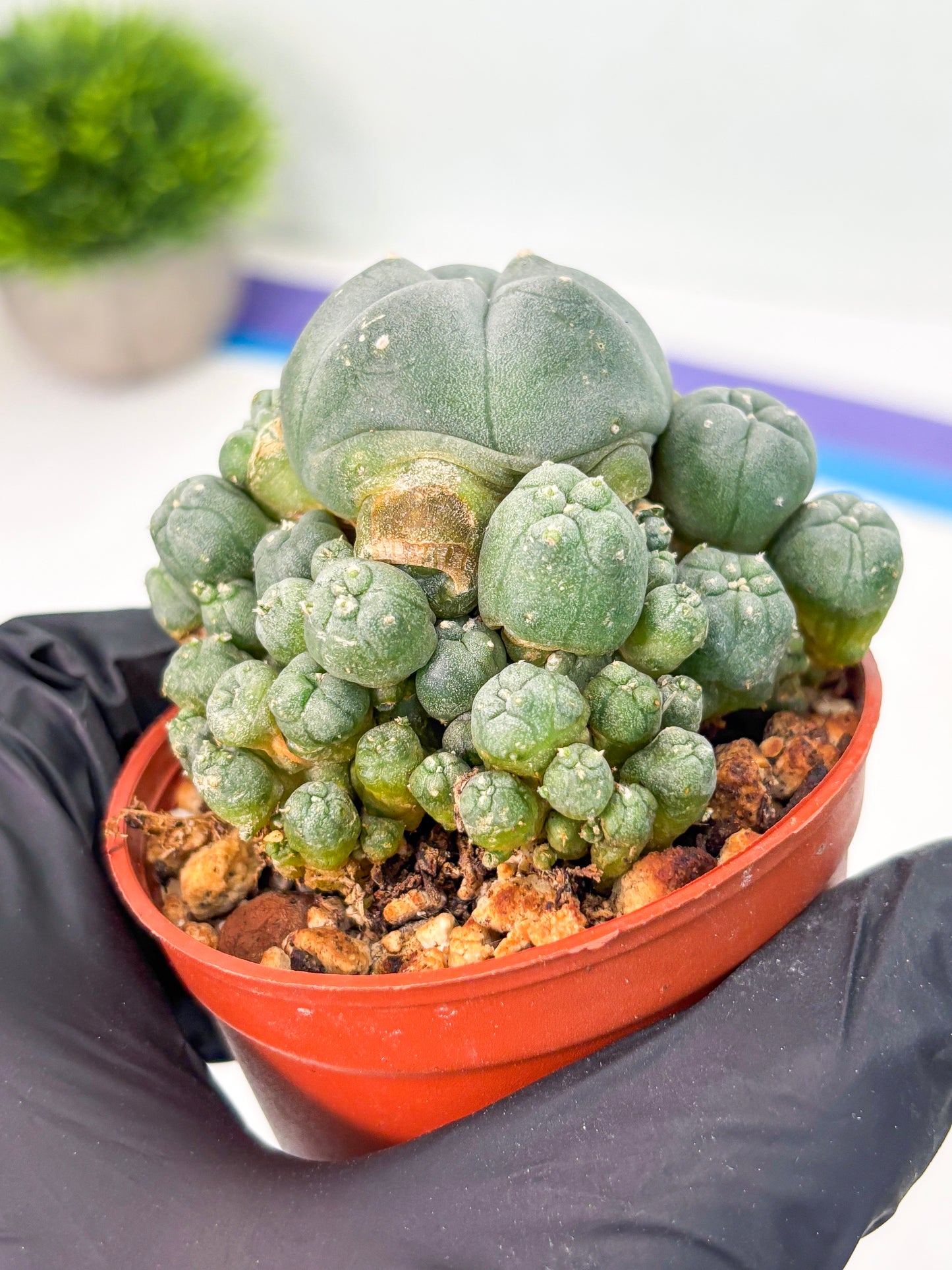 Spineless Cactus (Lo2) (y5) | For Advanced Growers