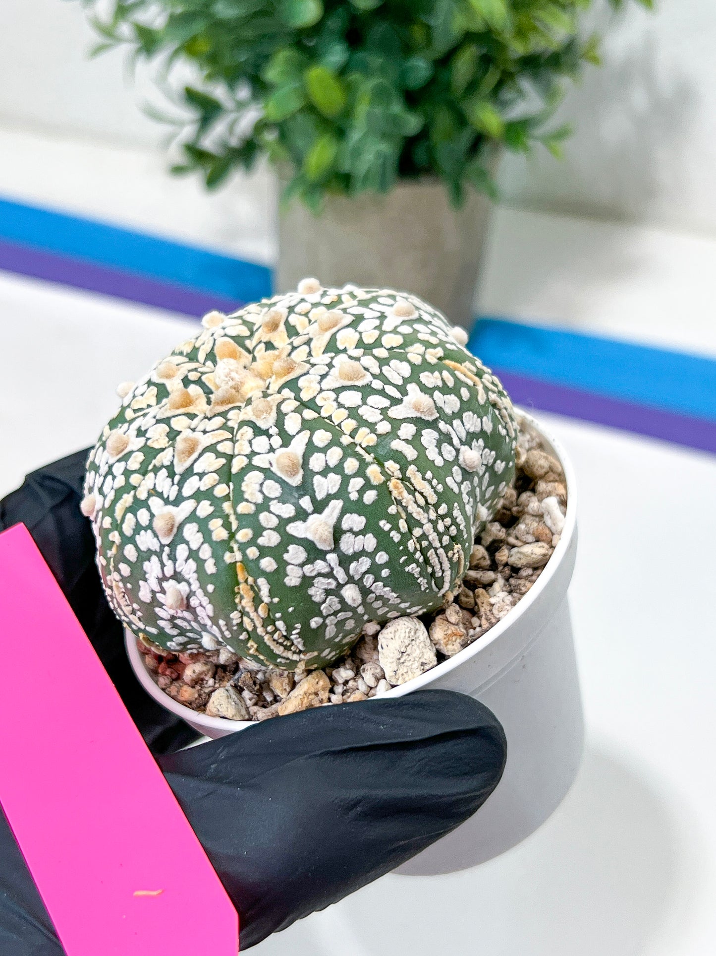 Astrophytum V-Type (#T4A) | Las Vegas Plant Shop | 3" Pot