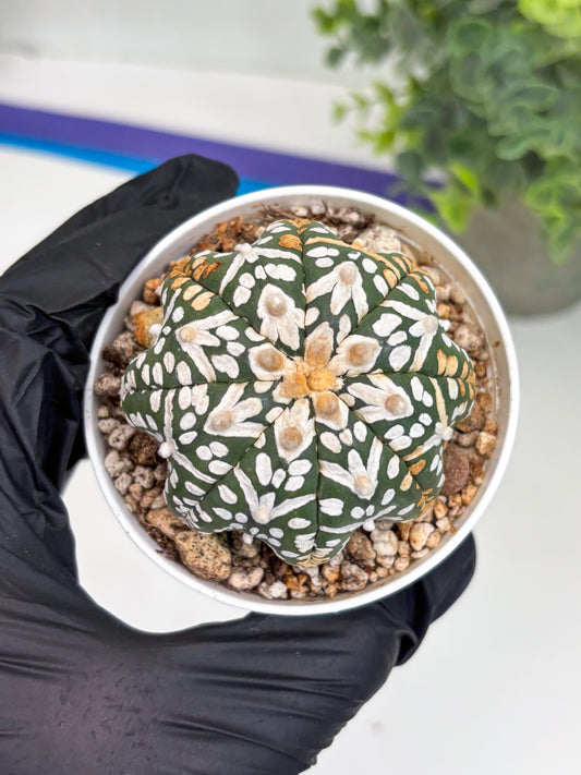 Astrophytum Super Kabuto V Type (T4) (b3) | Las Vegas Seller
