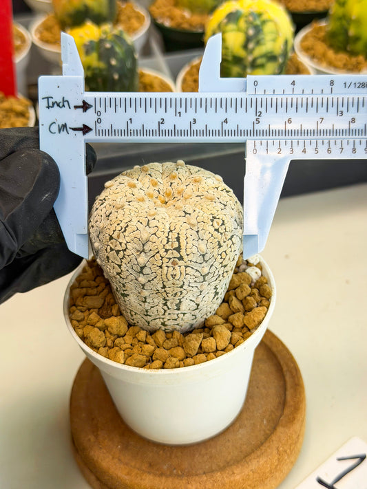 Astrophytum V-Type (at1) (p1) | Imported Cactus