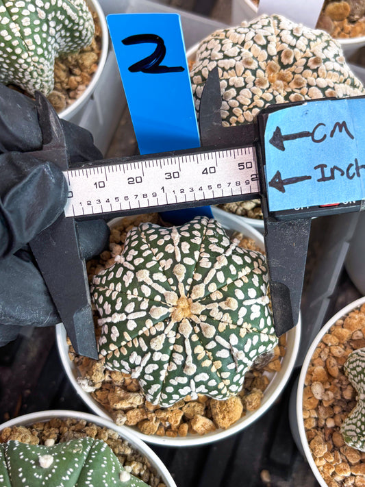 Astrophytum Star Shape (t3) (b2) | 3" Pot