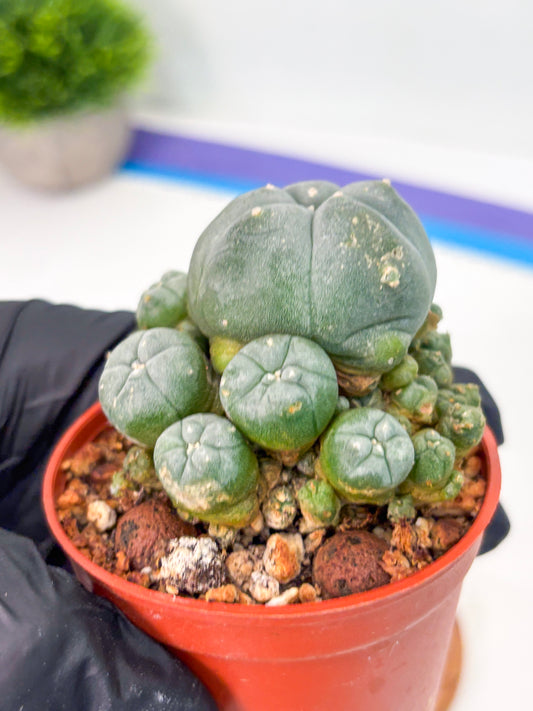 Spineless Cactus (Lo2) (y6) | For Advanced Growers