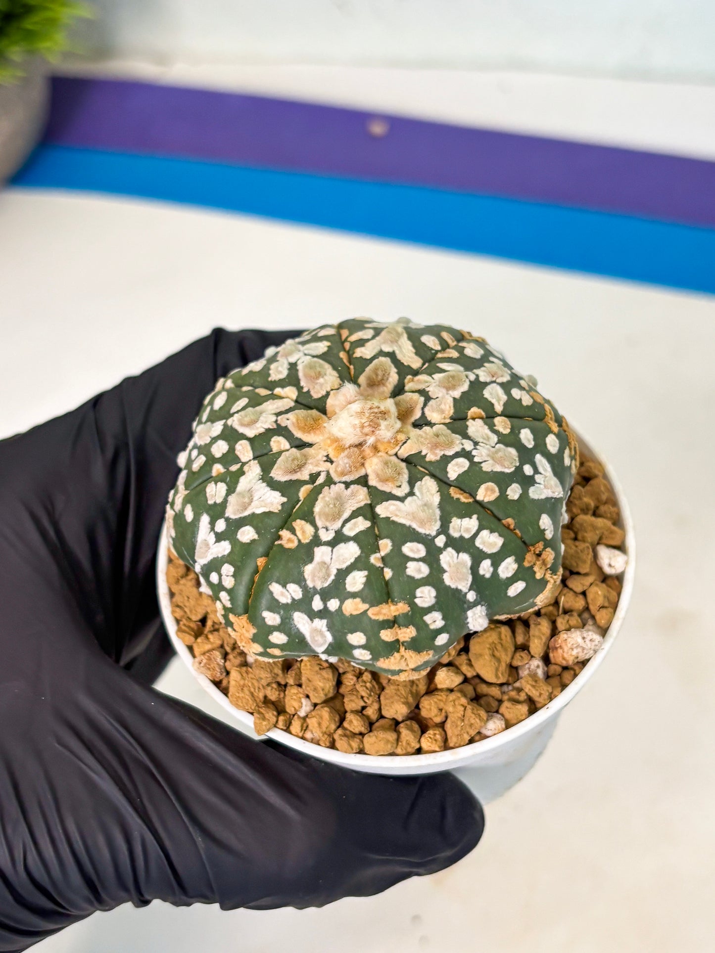 Astrophytum V-Type (at5) (b1) | Star Cactus