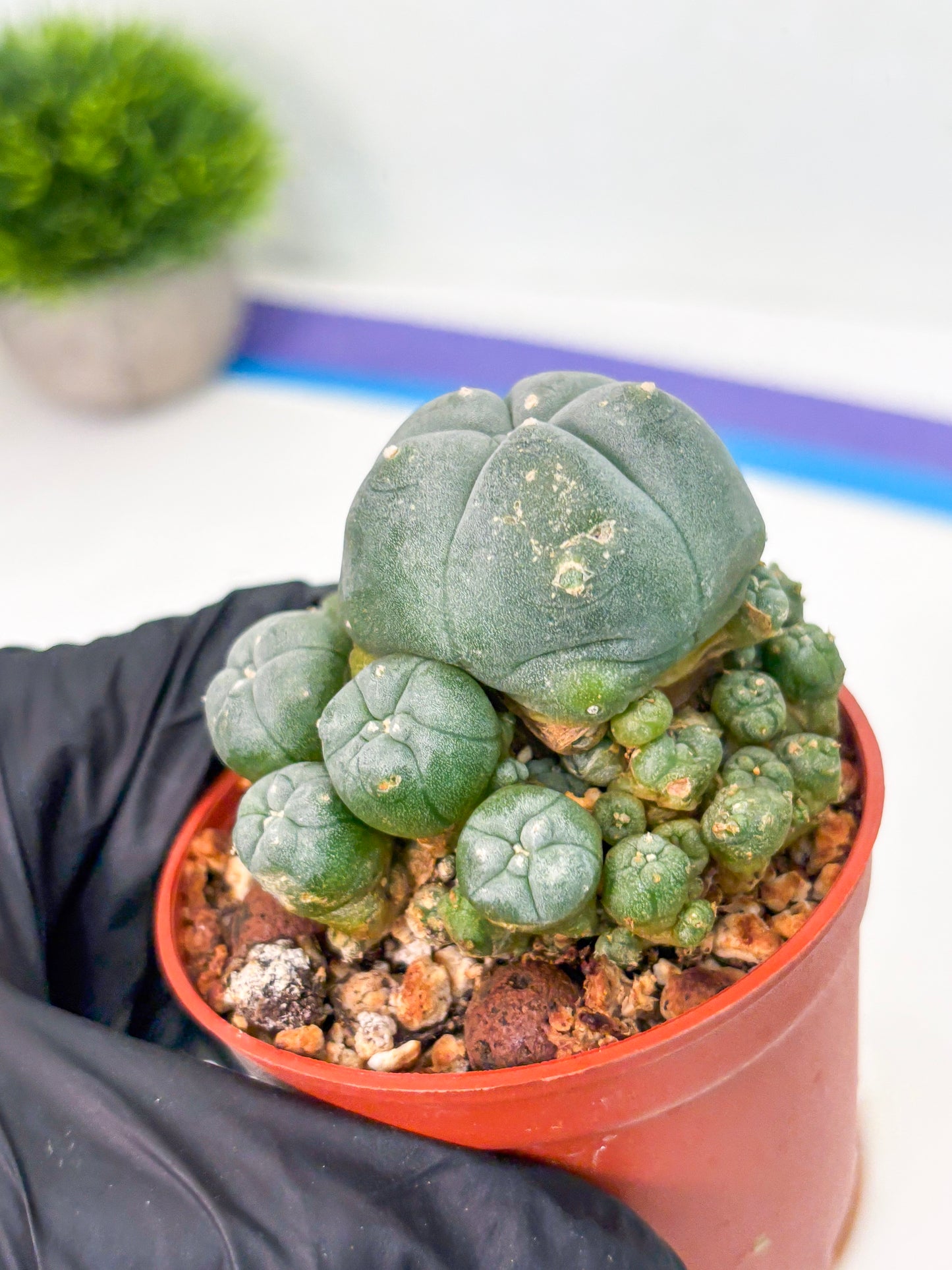 Spineless Cactus (Lo2) (y6) | For Advanced Growers