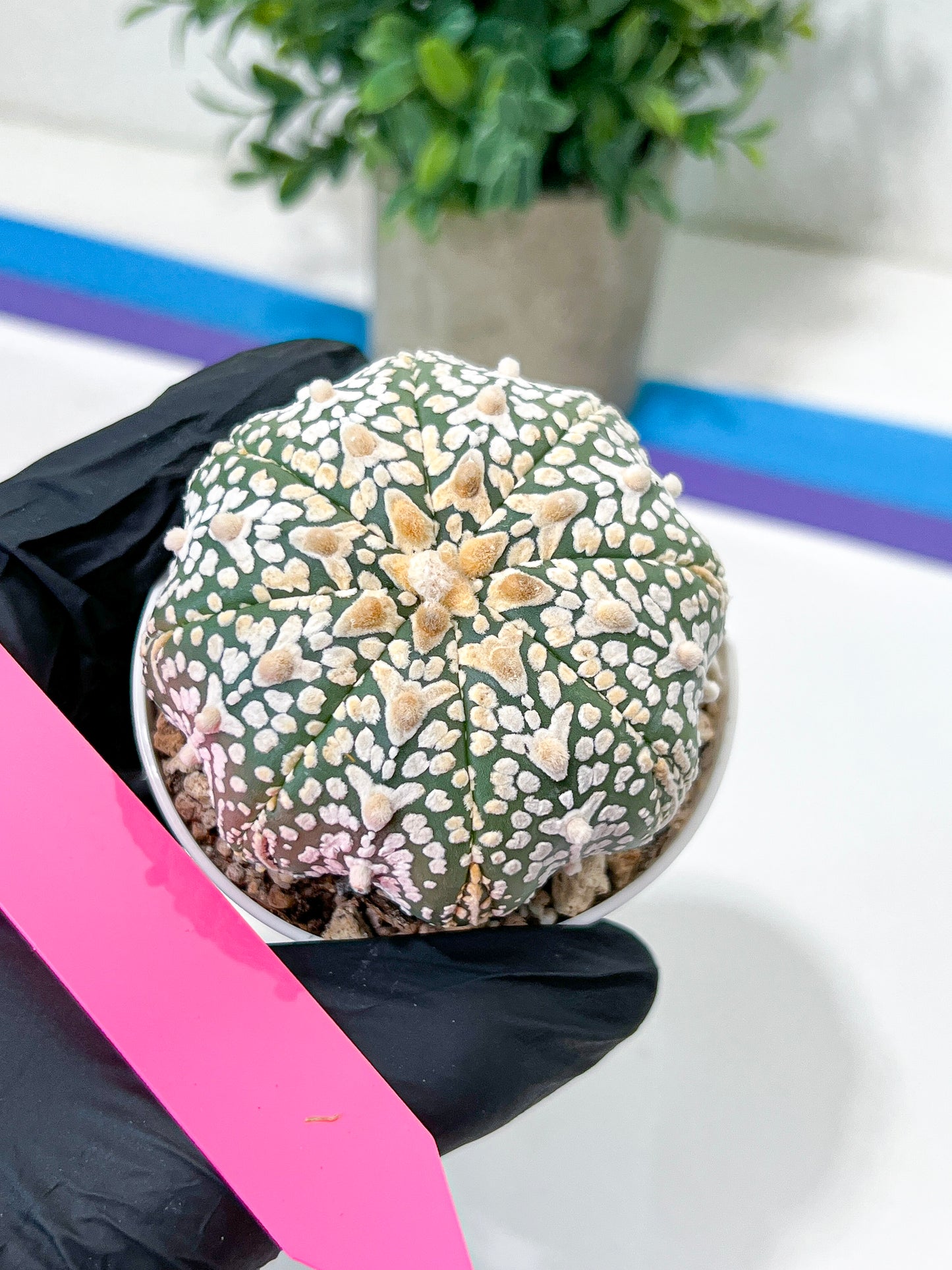 Astrophytum V-Type (#T4A) | Las Vegas Plant Shop | 3" Pot
