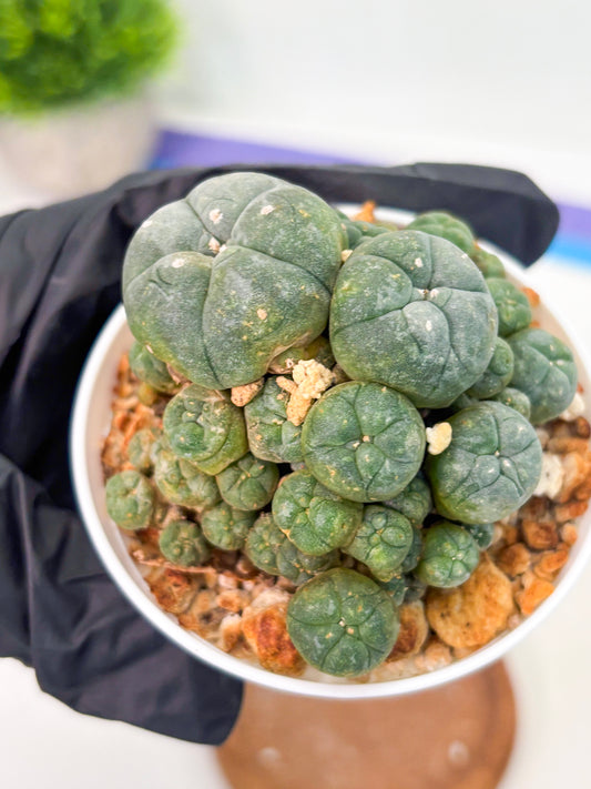 Spineless Cactus (Lo1) (p2) | For Advanced Growers