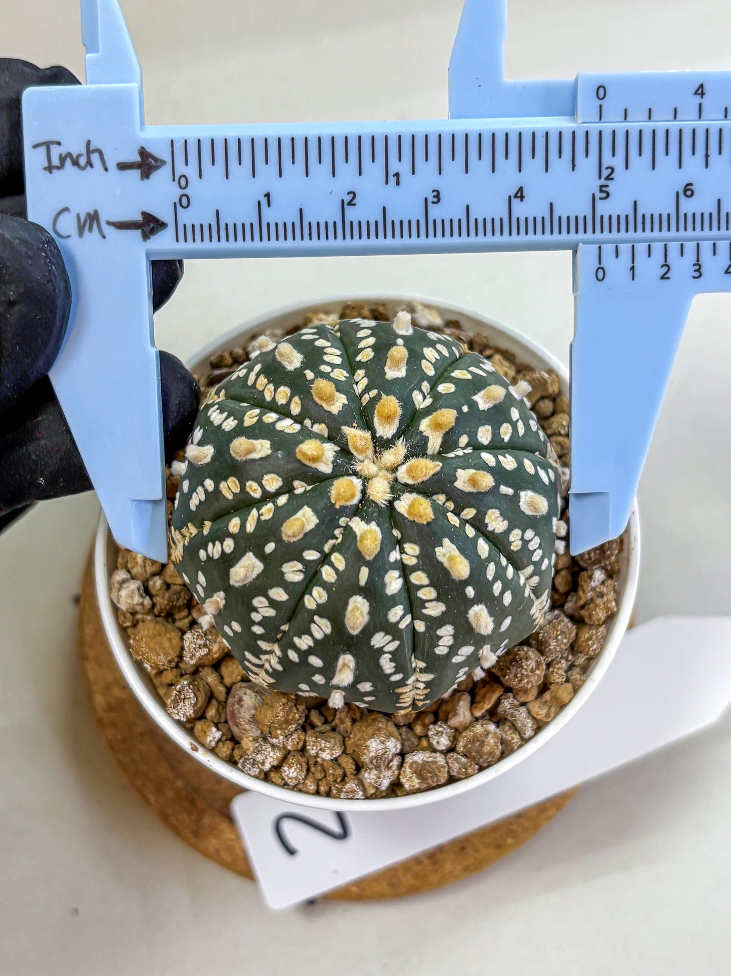 Astrophytum Super Kabuto (at1) (02) | Collection Plant | Rare Cactus