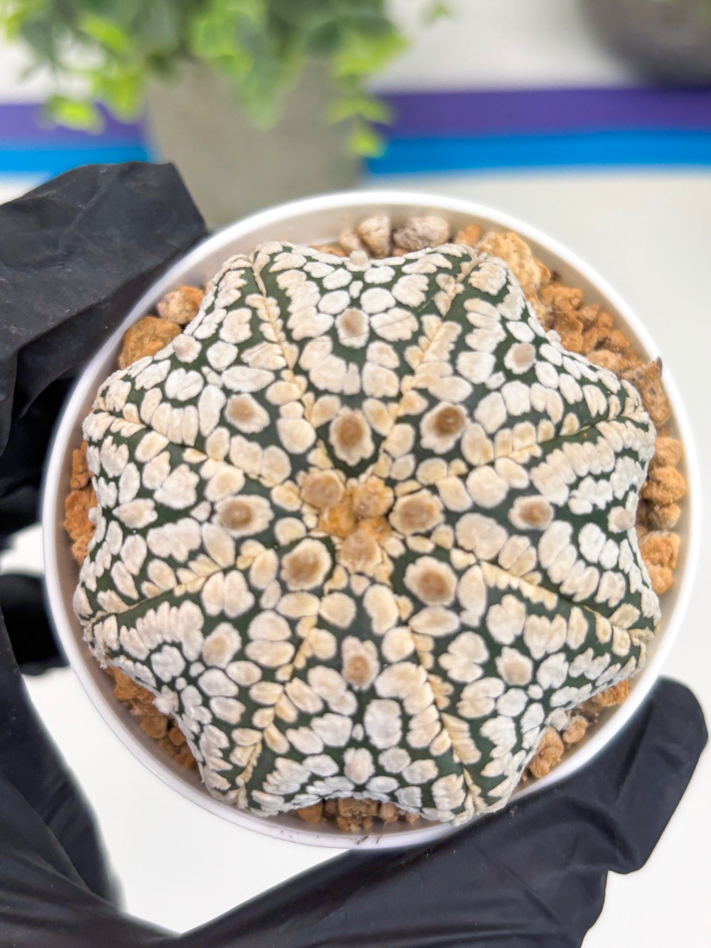 Astrophytum Star Shape (t3) (b3) | 3" Pot