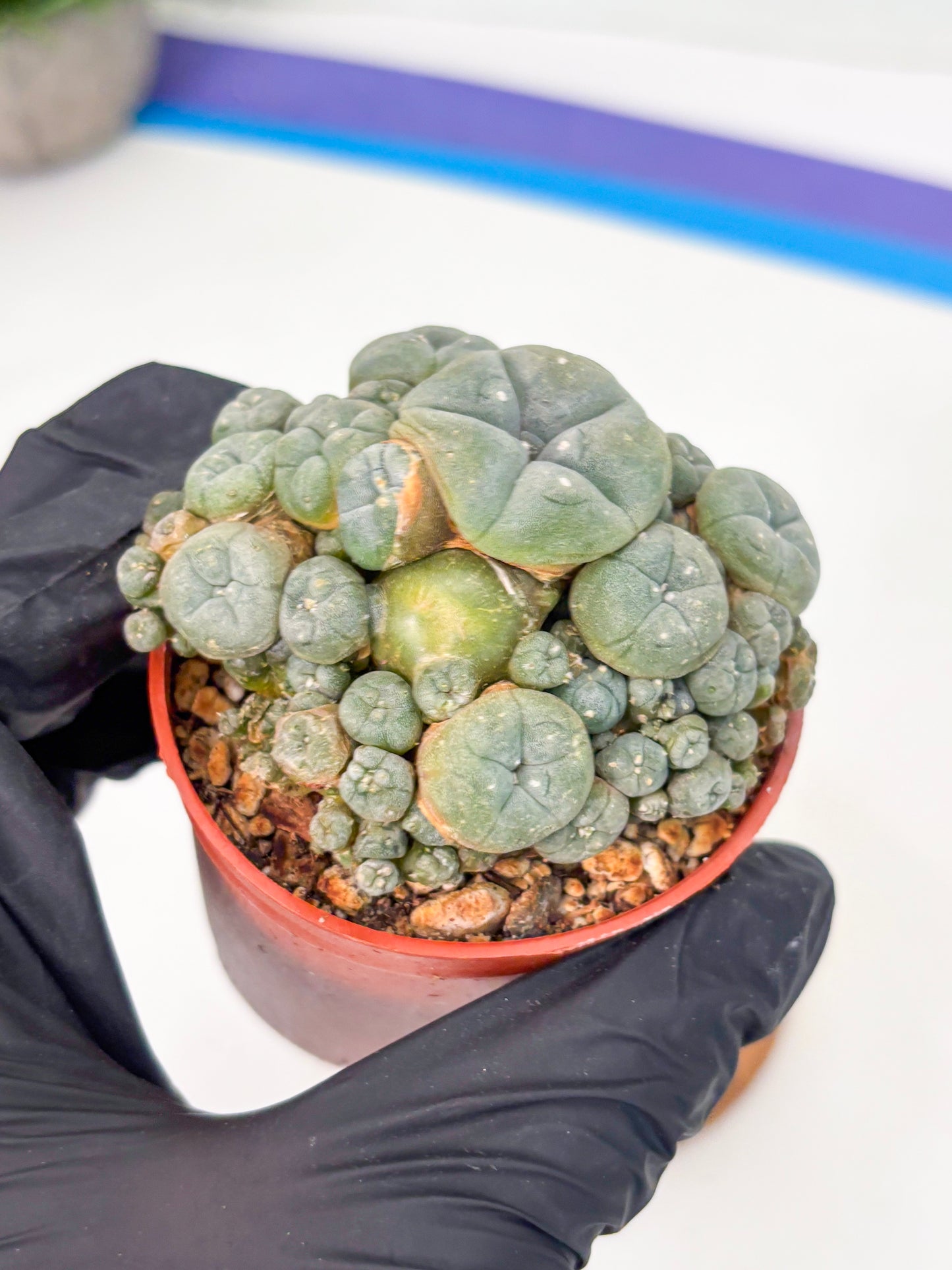 Spineless Cactus (Lo2) (y7) | For Advanced Growers