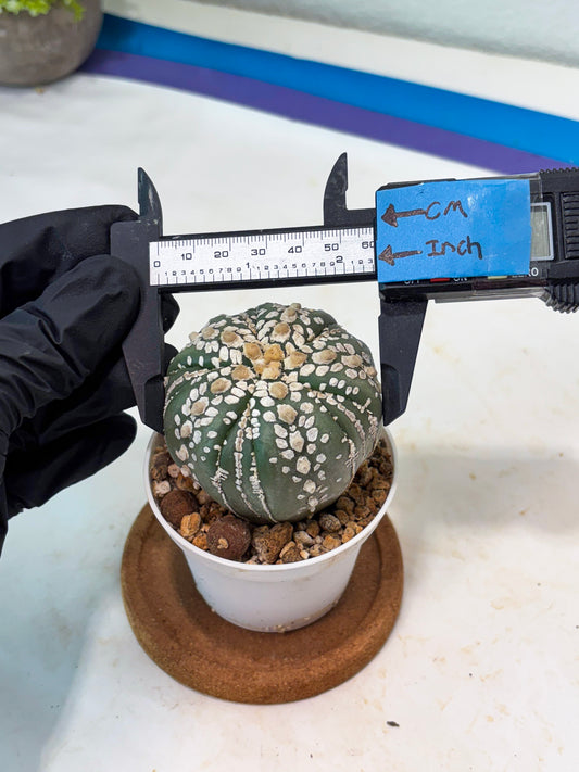 Astrophytum 5-Rib (t10) (b2) | Imported From Japan/korea