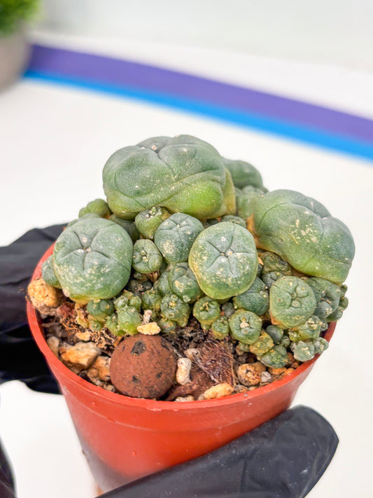 Spineless Cactus (Lo2) (r1) | For Advanced Growers