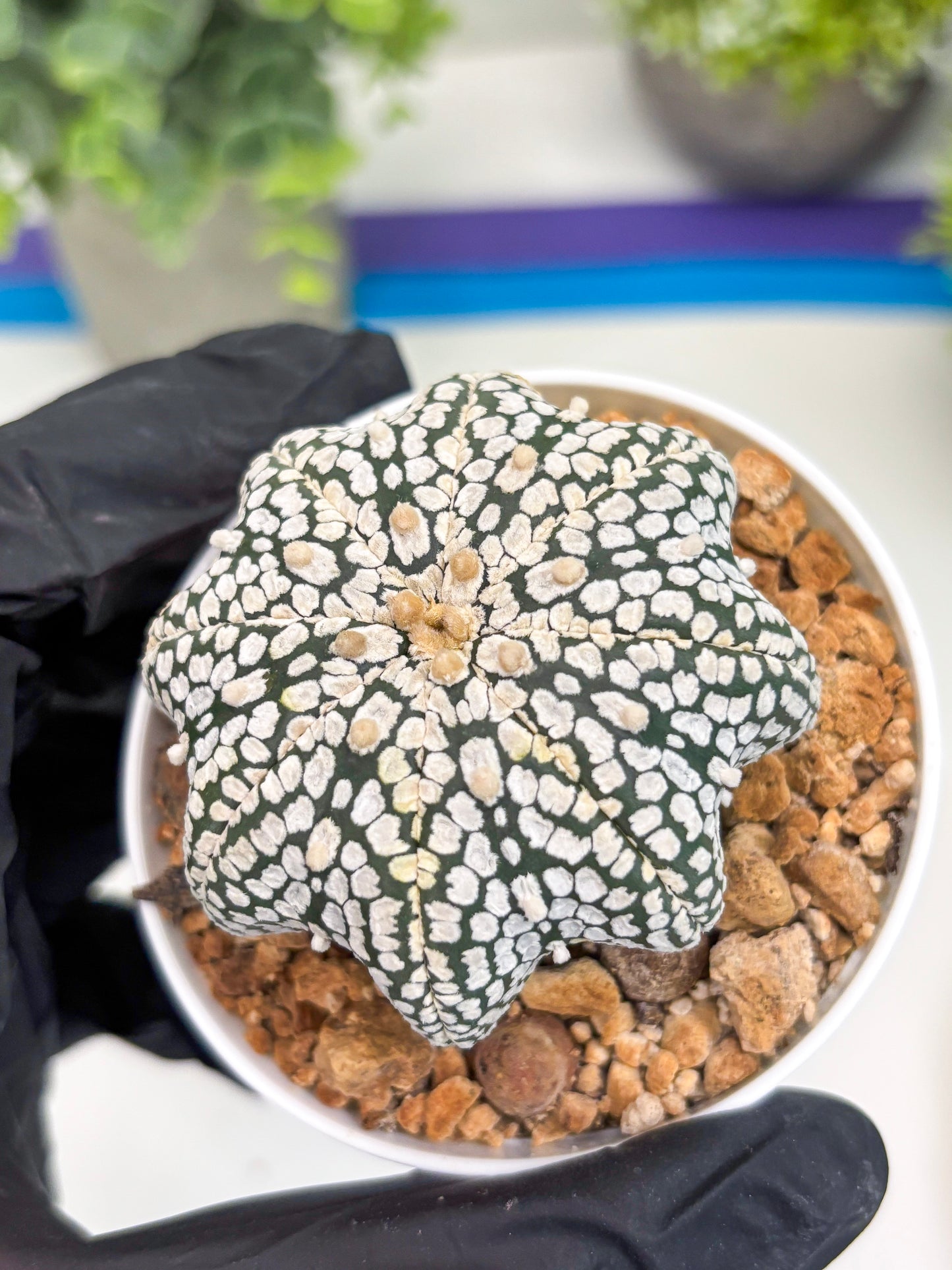 Astrophytum Star Shape (t3) (b4) | 3" Pot