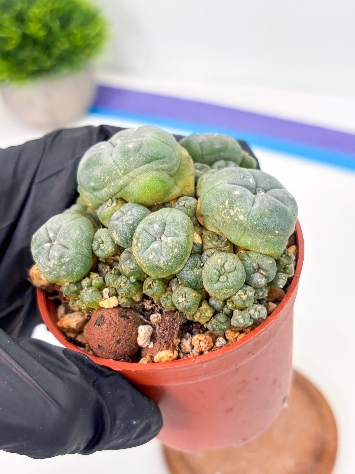 Spineless Cactus (Lo2) (r1) | For Advanced Growers