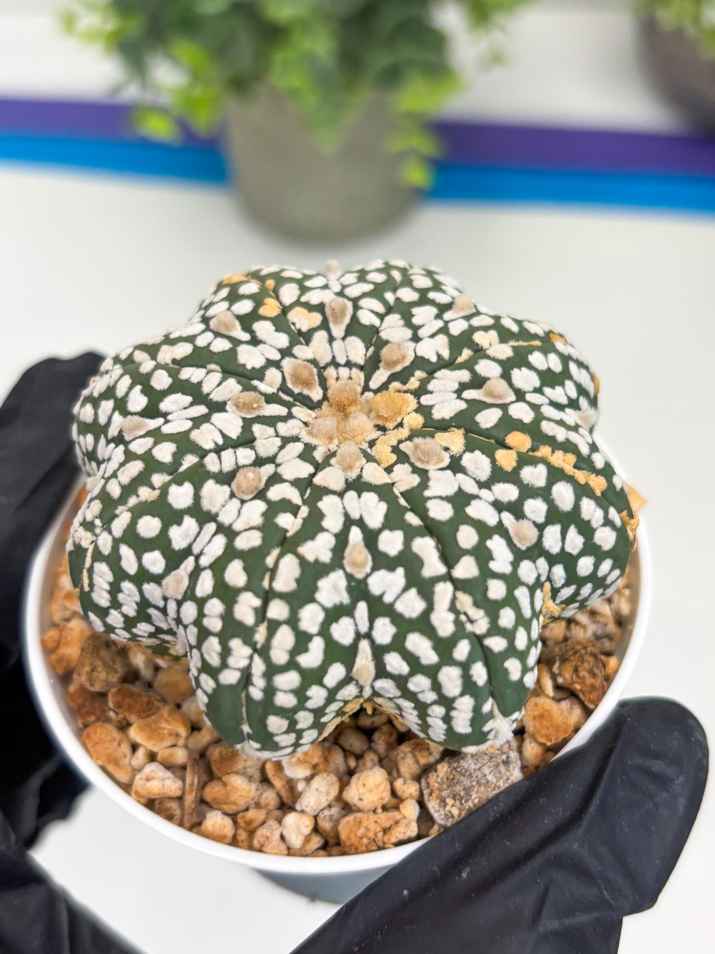 Astrophytum Star Shape (t3) (b5) | 3" Pot