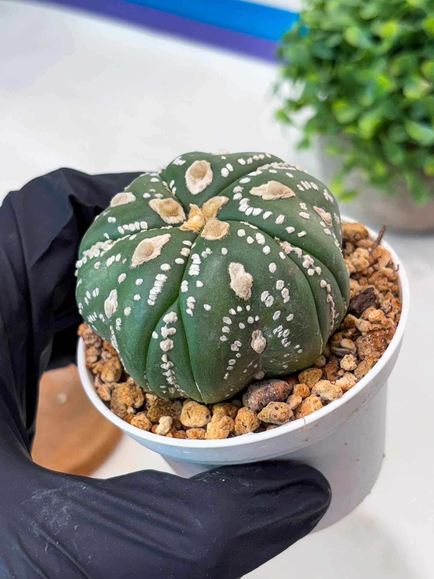 Astrophytum 5-Rib (t10) (b4) | Imported From Japan/korea