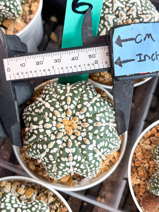 Astrophytum Star Shape (t3) (b6) | 3" Pot