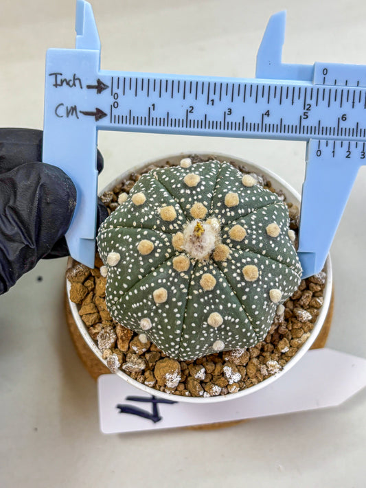 Astrophytum Super Kabuto (at1) (04) | Collection Plant | Rare Cactus