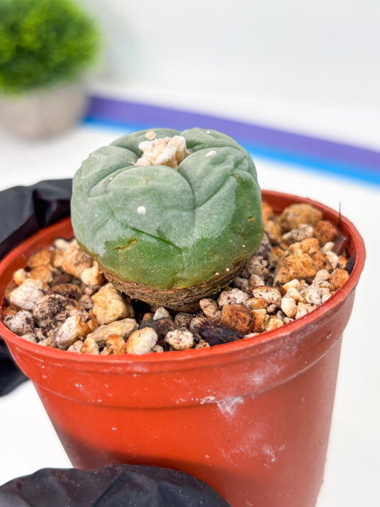 Spineless Cactus (Lo2) (r3) | For Advanced Growers