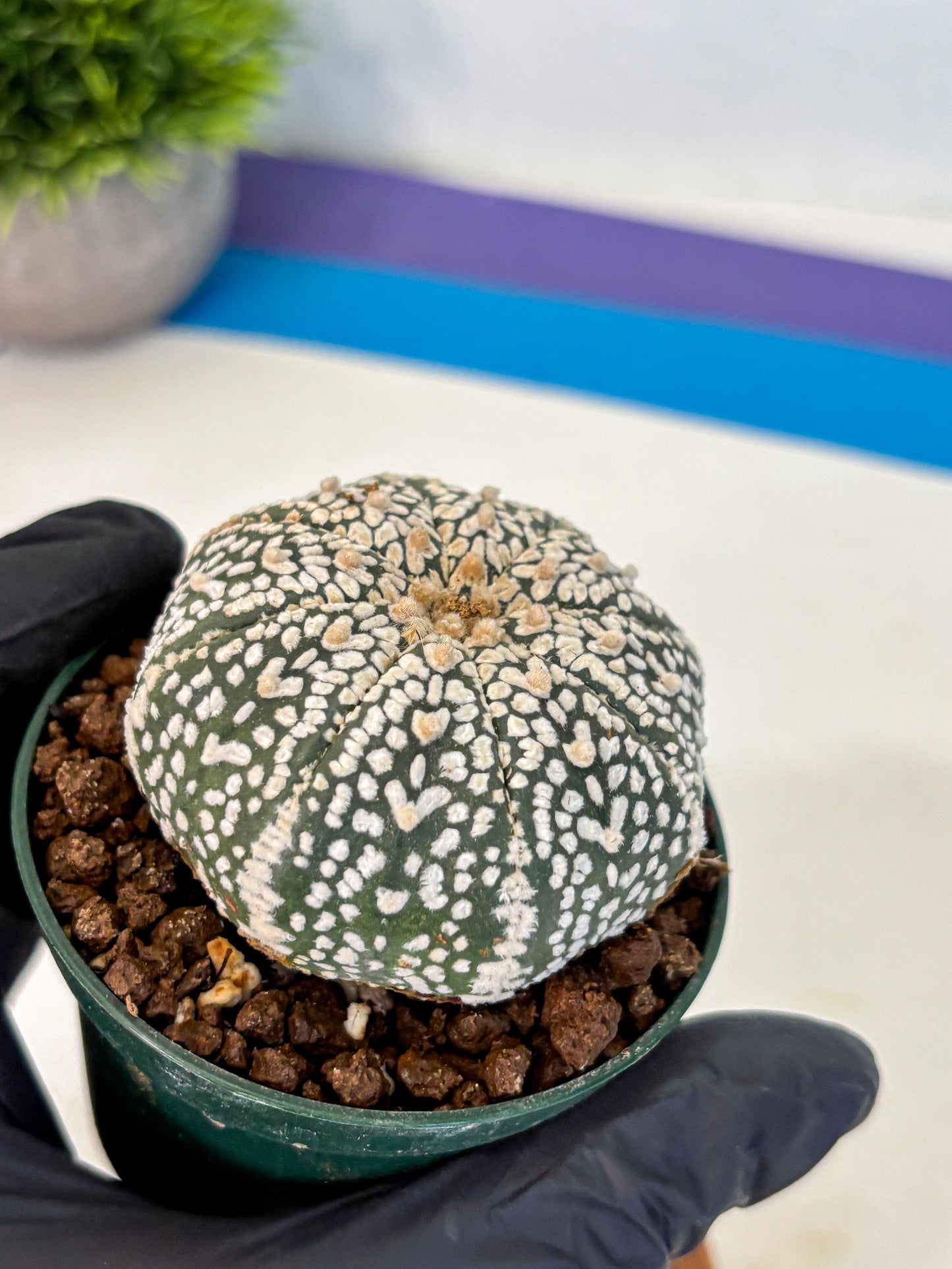 Astrophytum V Type (at4) (04) | Star Cactus