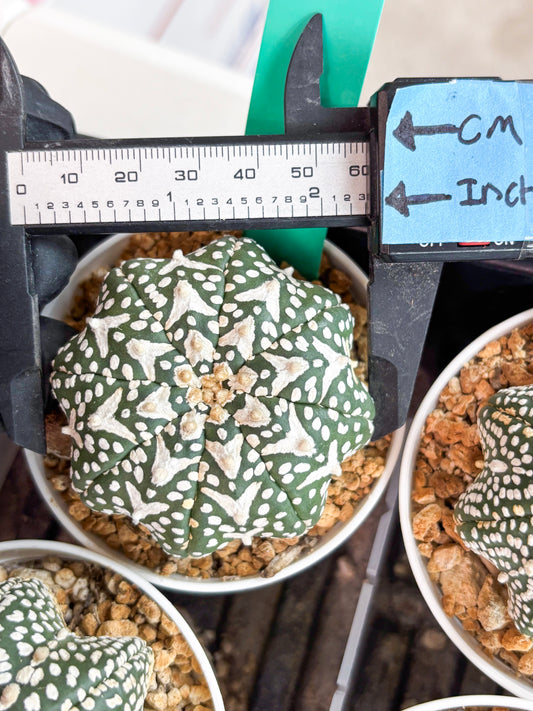 Astrophytum V-type Star Shape (t3) (b7) | 3" Pot