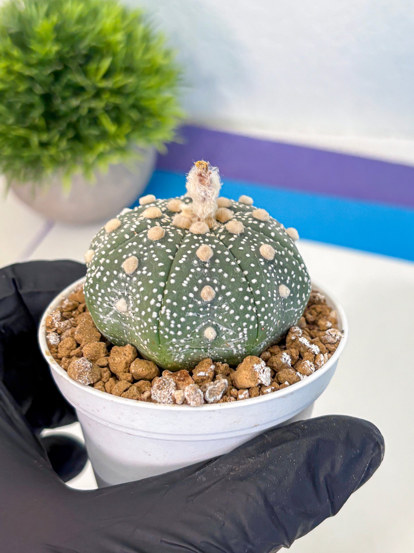 Astrophytum Super Kabuto (at1) (04) | Collection Plant | Rare Cactus