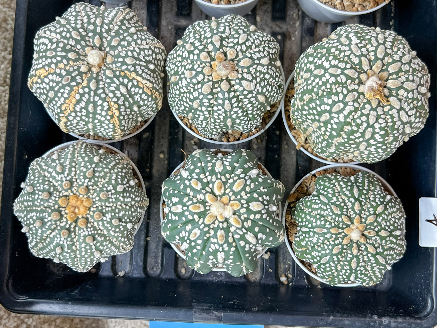 Astrophytum Super Kabuto (#T6A) | Nevada Botanical Shop | 3" Pot