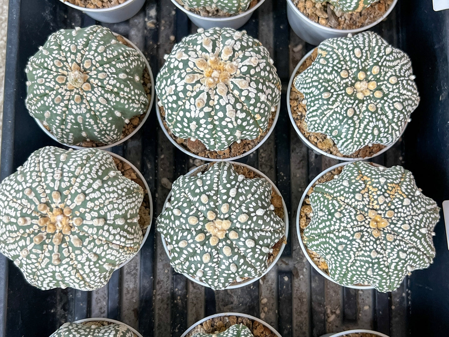Astrophytum Super Kabuto (#T6B) | Nevada Botanical Shop | 3" Pot